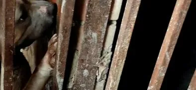Criaderos ilegales en Bogotá: donde el sufrimiento animal se esconde 