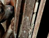 Criaderos ilegales en Bogotá: donde el sufrimiento animal se esconde 