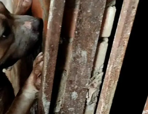 Criaderos ilegales en Bogotá: donde el sufrimiento animal se esconde 