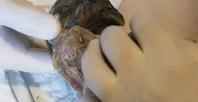 Nace nueva cría de cóndor andino en Colombia: tercer registro en un año en programa de conservación