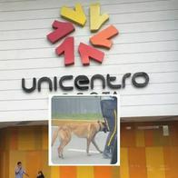 Unicentro aclaró condición real del perro de seguridad desnutrido tras polémica