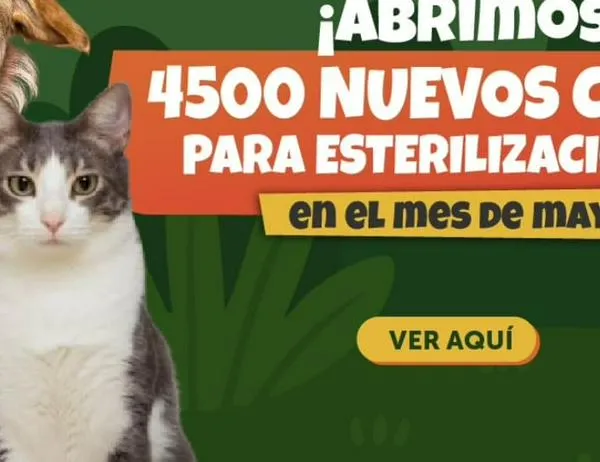 Bogotá habilitó 4.500 nuevos cupos de esterilización gratuita para animales de compañía durante mayo 