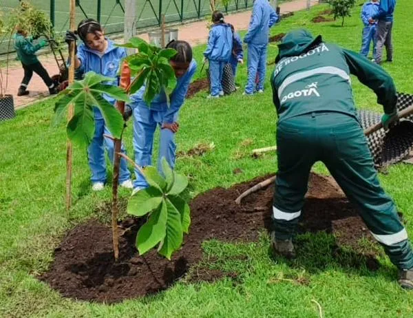 Más de 300 nuevos árboles llegaron para fortalecer el espacio público de Bogotá 