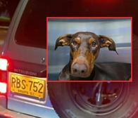 Indignación en Bogotá por caso de mascota arrollada: conductor huyó