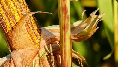Maíz en casa: cómo cultivarlo, cuidados y beneficios de este cereal