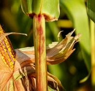 Maíz en casa: cómo cultivarlo, cuidados y beneficios de este cereal