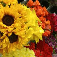 Flores colombianas que son exportadas para venderse en mercados de Estados Unidos