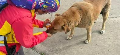 Alcaldía Local de Fontibón verificó denuncia ciudadana sobre presunto caso de maltrato animal 