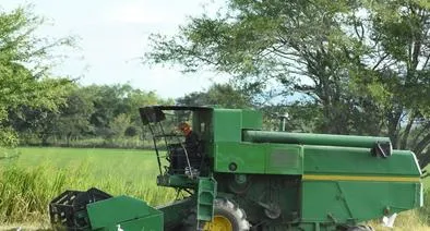 Arroz en Colombia sufre crisis por costos de producción y hay preocupación