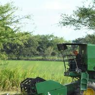 Arroz en Colombia sufre crisis por costos de producción y hay preocupación