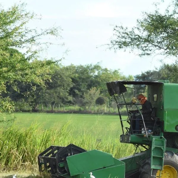 Arroz en Colombia sufre crisis por costos de producción y hay preocupación
