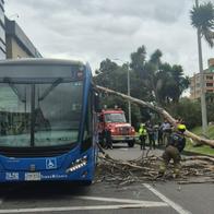 Bogotá hoy: se cayó árbol sobre un SITP en la calle 127 y hay mucho trancón