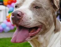 Asiste este sábado 16 de mayo a la Gran Jornada de Adopción de perros y gatos en Theatrón 