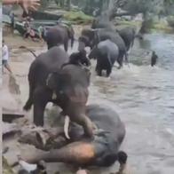 Turista quedó en medio de pelea entre elefantes bañándose y murió aplastada
