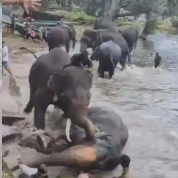 Turista quedó en medio de pelea entre elefantes bañándose y murió aplastada