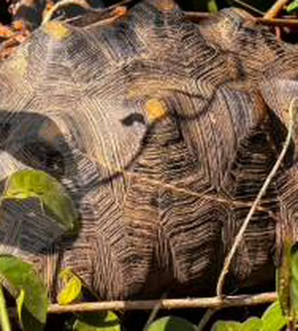 No son mascotas: más de 3.100 tortugas han sido rescatadas en el Valle de Aburrá desde 2024