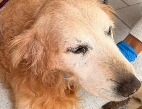 Autoridades aprehenden perro en Teusaquillo por deterioro en su salud 