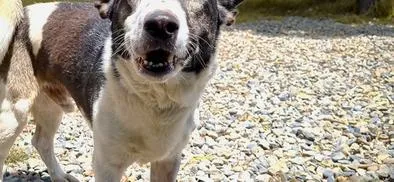 Pirata, el perro que conquistó los corazones de una familia bogotana 