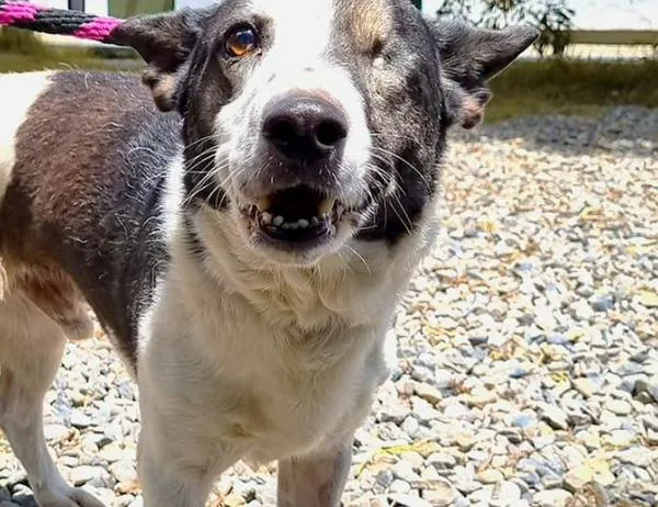 Pirata, el perro que conquistó los corazones de una familia bogotana 