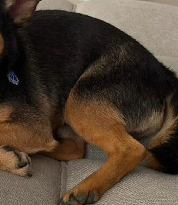 Imputan a hombre acusado de lanzar un perro desde un apartamento en Kennedy