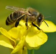 La impactante razón por la que las abejas son clave para la vida en la Tierra