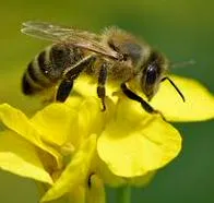 La impactante razón por la que las abejas son clave para la vida en la Tierra