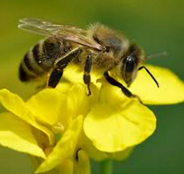 La impactante razón por la que las abejas son clave para la vida en la Tierra