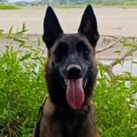 Mosly, perro antiexplosivos  que sobrevivió a misiones y murió por rayo