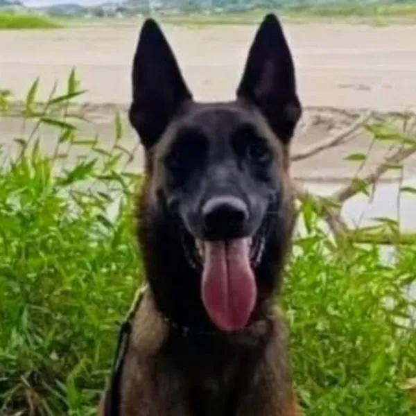 Mosly, perro antiexplosivos  que sobrevivió a misiones y murió por rayo