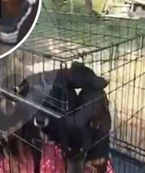 A la cárcel 13 personas por red que organizaba peleas de perros en Cundinamarca; decenas de perros muertos y maltratados