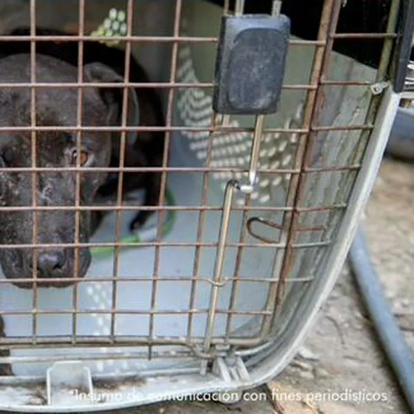 Tras baja condena a red de peleas caninas, piden eliminar beneficios a maltratadores