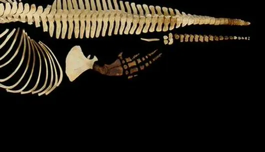 Científicos conservan digitalmente el esqueleto del mamífero marino más raro del mundo
