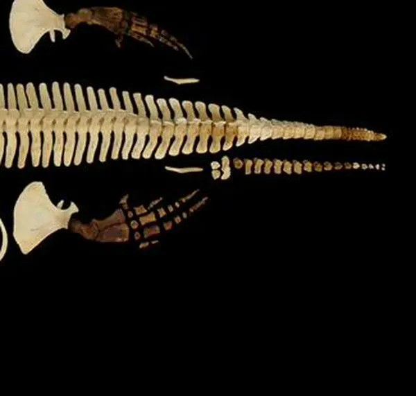 Científicos conservan digitalmente el esqueleto del mamífero marino más raro del mundo