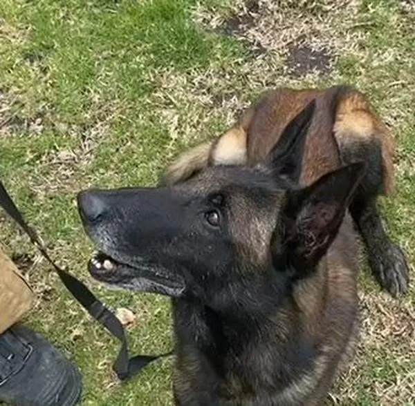 Él es Dastan, el perro rescatista que suma al equipo de búsqueda en Venezuela