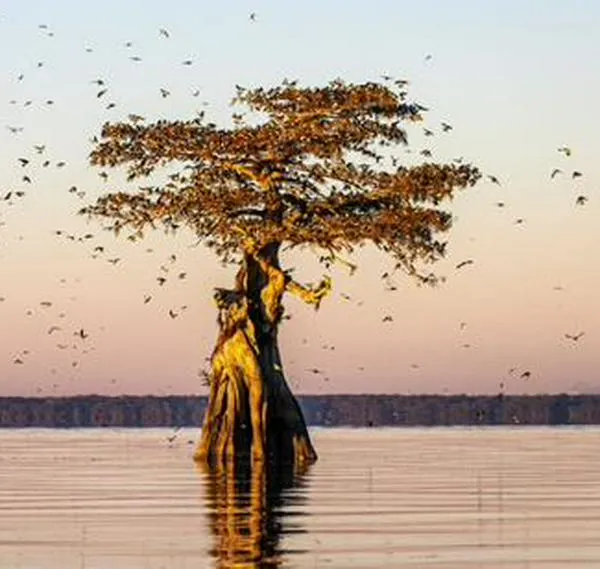 Las aves migratorias toman mejores decisiones cuando van en grandes bandadas, ¿por qué?