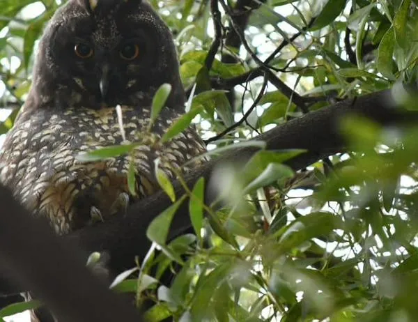 Biodiversidad que permanece: búho orejudo fue avistado en zonas aledañas a la Línea 1 del Metro de Bogotá 