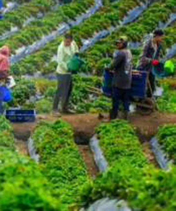 ¿Reforma agraria a medias? Balance en matices de una de las banderas de Petro 