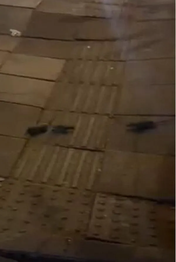 Denuncian invasión de ratas en el Parque de la 93: estos son los riesgos para la salud