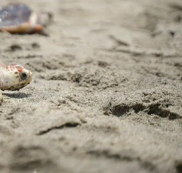 ¿De dónde vienen las tortugas? Científicos replantean el origen evolutivo de su caparazón