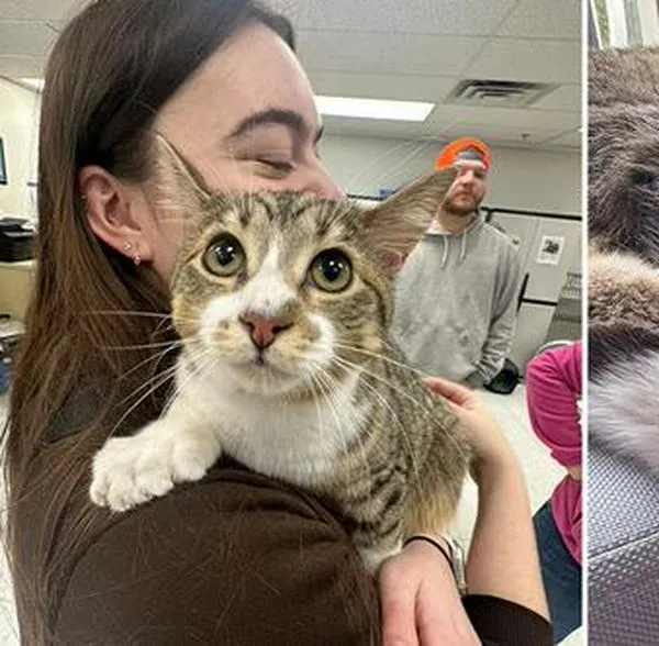 Este gato de 10 meses acaba de igualar un récord mundial que no se veía hace más de 20 años