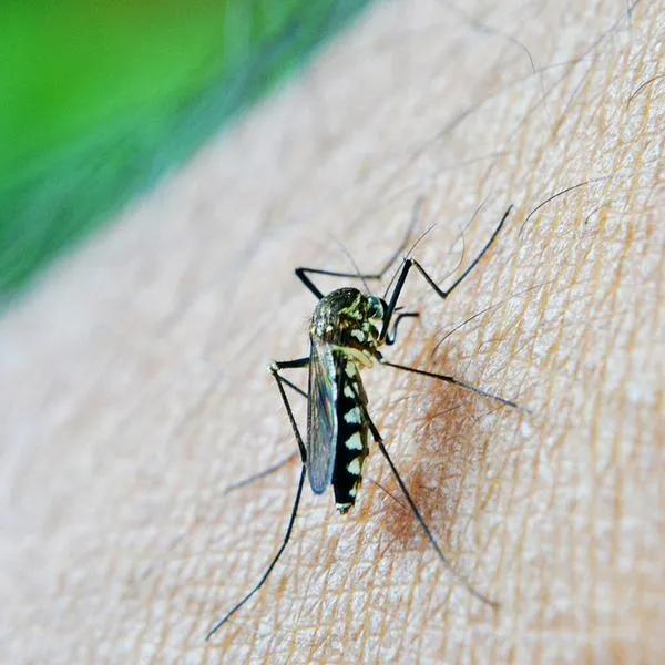 Alerta por brote de dengue en el Cesar ya deja tres muertos y miles de personas en el hospital