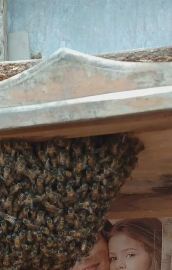 Alarma por abejas en Valledupar: Alcaldía crea comité para frenar los ataques y rescatar colmenas