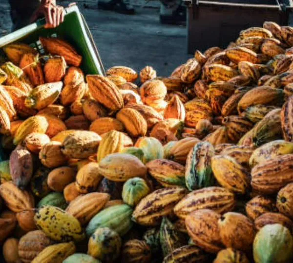 Exportaciones de cacao colombiano a EE.UU. se triplicaron en menos de dos años