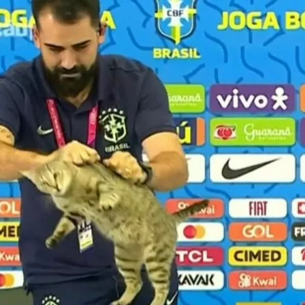 Maldición de Brasil: video de gato en 2022 toma fuerza por eliminación 2026