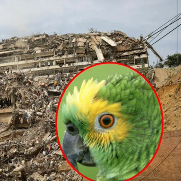 De fondo, una vista de la catastrófica destrucción en la ciudad costera de La Guaira, Venezuela, el 5 de julio de 2026, la zona más afectada por los recientes terremotos gemelos de magnitud 7.2 y 7.5. Resaltada, una imagen de un loro que ilustra la muerte de Panchito
