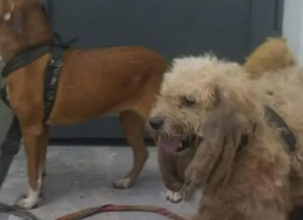 Rescataron nueve animales que eran maltratados en Ibagué