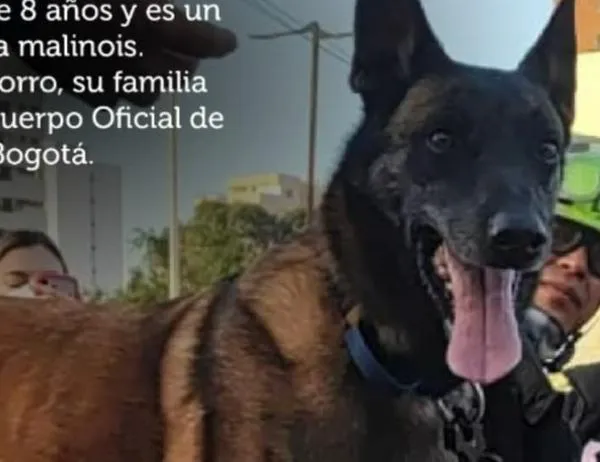 Conoce a Dastan, el perro rescatista que estuvo en Venezuela con el Cuerpo de Bomberos de Bogotá 