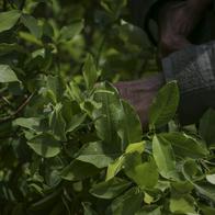 Cultivos de coca