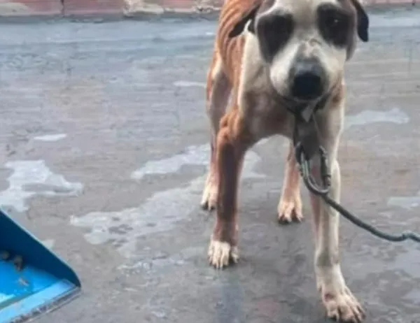 ¡Rescatado! Autoridades en Bogotá socorren a perro víctima de maltrato animal en Rafael Uribe Uribe 