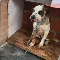 Rescatan a perro en Bogotá que vivían amarrado y tomando agua de charcos